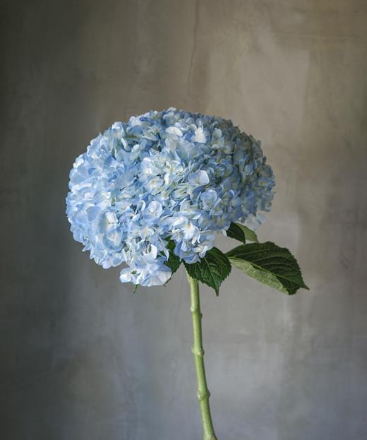 绣球 hydrangea 商品图4
