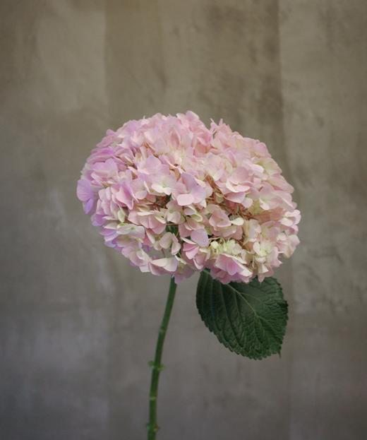 绣球 hydrangea 商品图3
