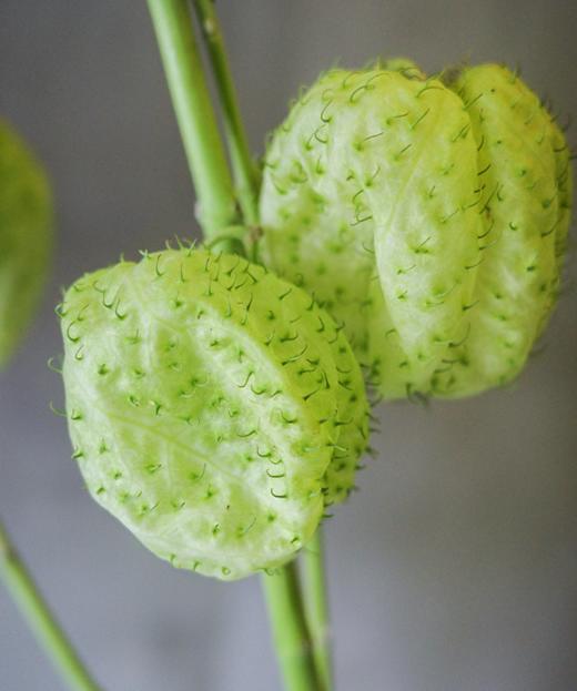 糖棉 Balloonplant 商品图1