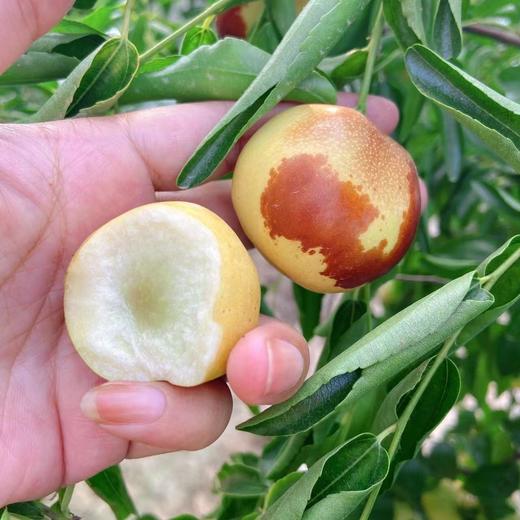 【产地直采】9.9元2斤陕西大荔冬枣王中王 商品图2