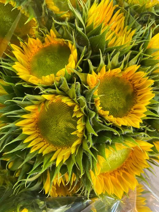 【中花】向日葵（绿心）约5枝/扎 商品图5
