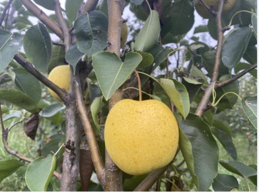 有机皇冠梨4.5斤礼盒装（8-9个） 商品图0