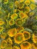 【中花】向日葵（绿心）约5枝/扎 商品缩略图6