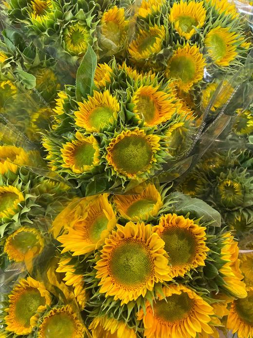 【中花】向日葵（绿心）约5枝/扎 商品图6