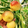 【产地直采】9.9元2斤陕西大荔冬枣王中王 商品缩略图0
