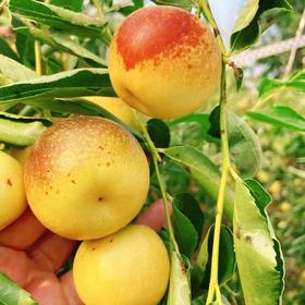 【产地直采】9.9元2斤陕西大荔冬枣王中王