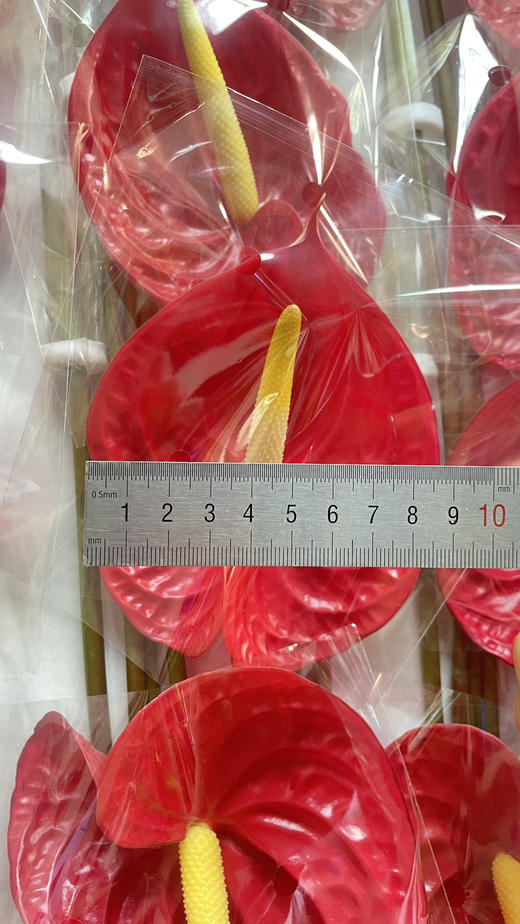 【海南掌】红掌 24枝/盒  约9cm 商品图2