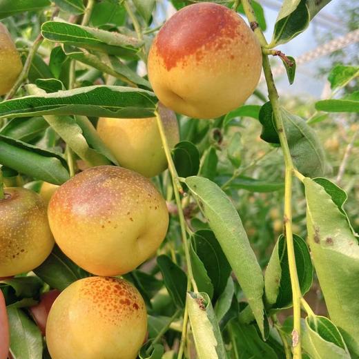 【产地直采】9.9元2斤陕西大荔冬枣王中王 商品图4