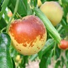 【产地直采】9.9元2斤陕西大荔冬枣王中王 商品缩略图1