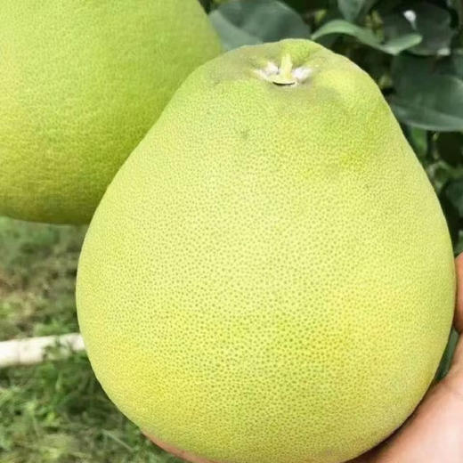 傣柚礼盒 4个装 商品图1