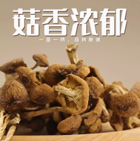 【福利购】开伞茶树菇150g 菌香四溢