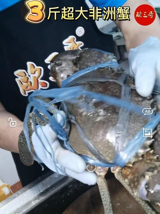 【斯里兰卡大青蟹】 商品图3