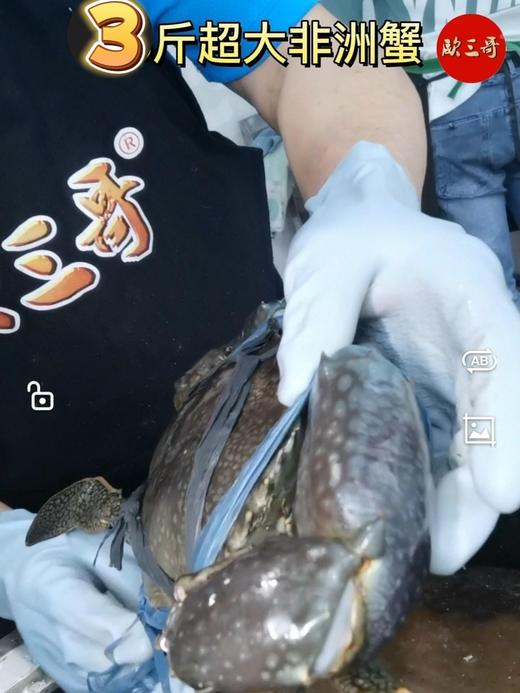 【斯里兰卡大青蟹】 商品图4