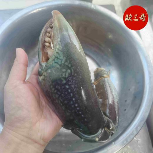 【斯里兰卡大青蟹】 商品图5