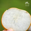 有机秋月梨 | 合作生产 *Organic autumn pearpear | Coproduction 商品缩略图4
