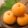 有机秋月梨 | 合作生产 *Organic autumn pearpear | Coproduction 商品缩略图5