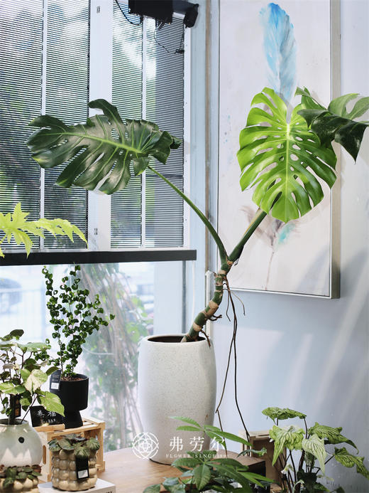 龟背竹盆栽 商品图0