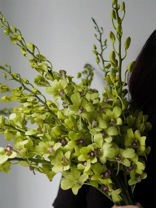 泰国洋兰千代兰紫罗兰各色可选10支 商品图1