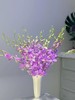 泰国洋兰千代兰紫罗兰各色可选10支 商品缩略图4
