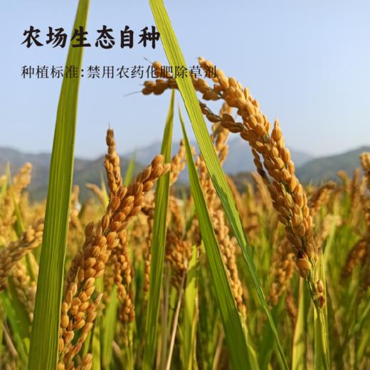 醪糟（甜米酒） 商品图4