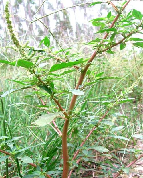 301马齿苋约500克 煲汤用 商品图1