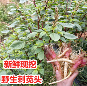 301马齿苋约500克 煲汤用