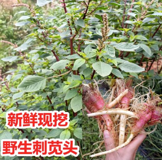 301马齿苋约500克 煲汤用 商品图0