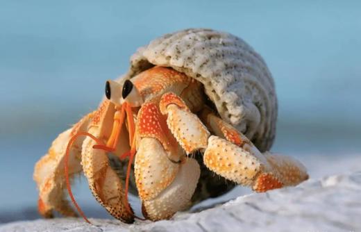 【贵地博】寄居蟹换房记 商品图0