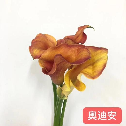 4月6日马蹄莲奥迪安B级-5支（L农场） 商品图0