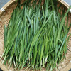 【本地蔬菜】韭菜 商品缩略图3