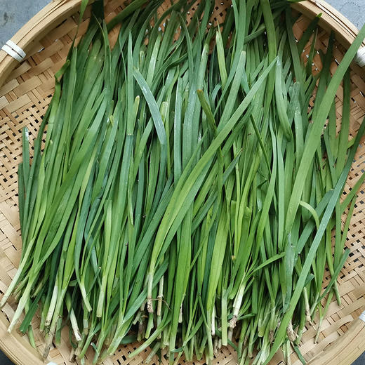 【本地蔬菜】韭菜 商品图3