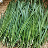 【本地蔬菜】韭菜 商品缩略图4