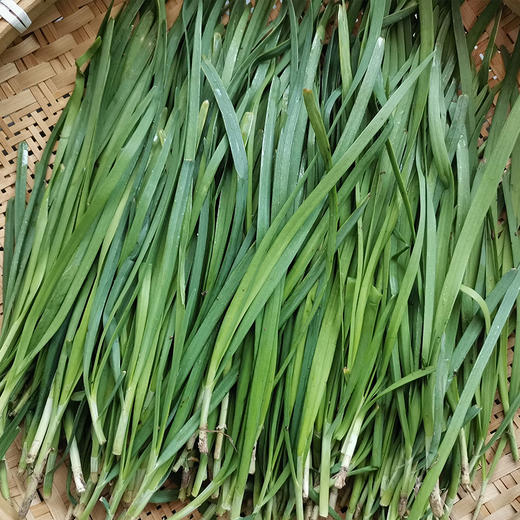 【本地蔬菜】韭菜 商品图4