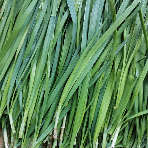 【本地蔬菜】韭菜 商品图5