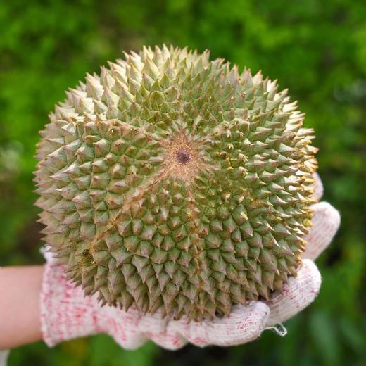 马来西亚黑刺榴莲D200 珍贵稀有 树上黄金 各规格保5房 商品图3