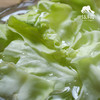 生态河北圆白菜（包菜） | 合作生产*Ecological Cabbage | Coproducted 商品缩略图1