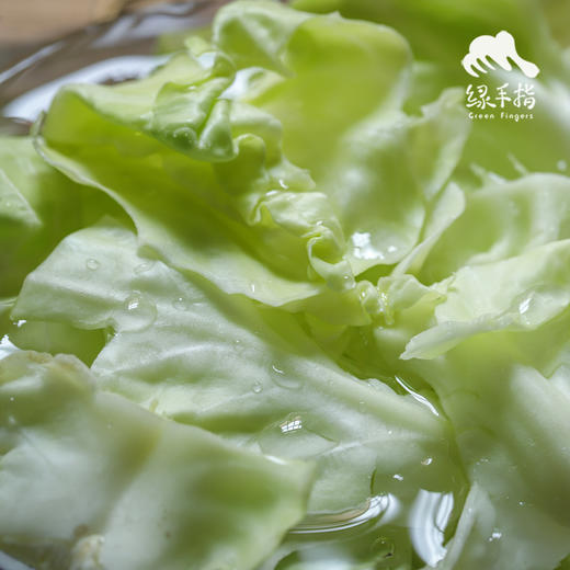 生态河北圆白菜（包菜） | 合作生产*Ecological Cabbage | Coproducted 商品图1
