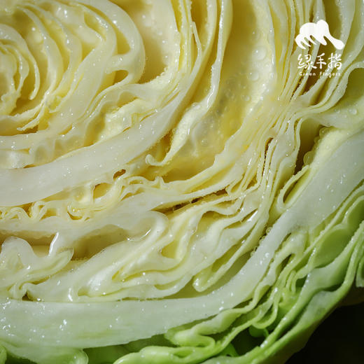 生态河北圆白菜（包菜） | 合作生产*Ecological Cabbage | Coproducted 商品图2