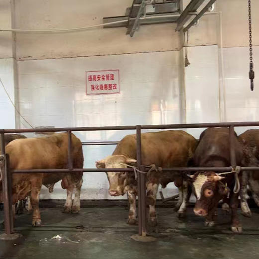 【新鲜牛肉】牛吊龙 1斤装 商品图9