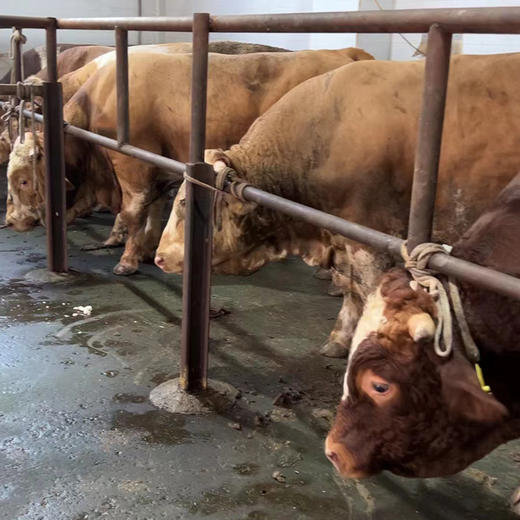 【新鲜牛肉】牛吊龙 1斤装 商品图8