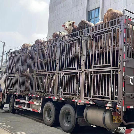 【新鲜牛肉】牛吊龙 1斤装 商品图10