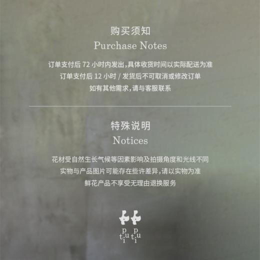 糖棉 Balloonplant 商品图2