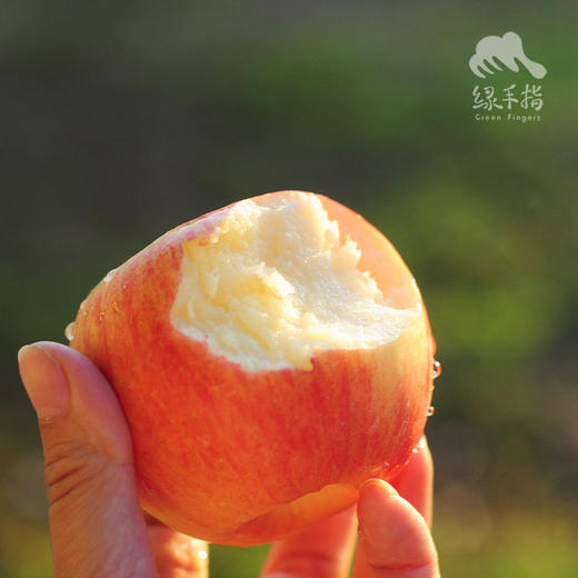 有机沙漠苹果 | 合作生产 * Organic Desert Apple | Partner Production 商品图3