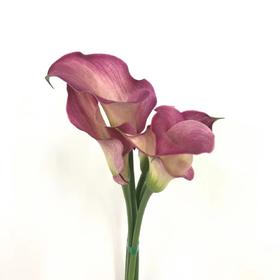 3月25日马蹄莲浪漫A级-5支（L农场）