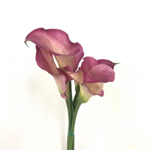 3月25日马蹄莲浪漫A级-5支（L农场） 商品图0