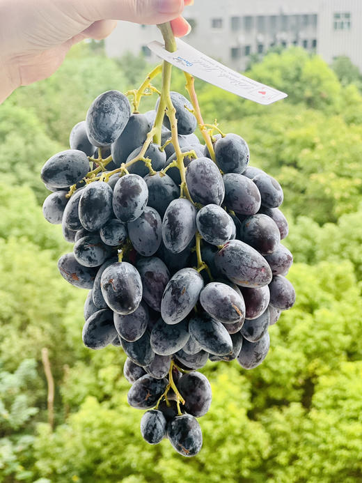 神秘梦境黑提🍇酥脆多汁、纯甜无酸 商品图3