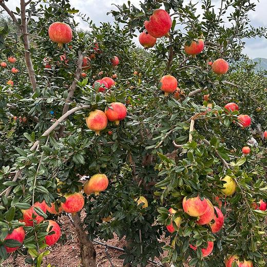 【采购下架】【助农】山水龙城会理软籽石榴净重4.5斤（5-6个） 商品图2