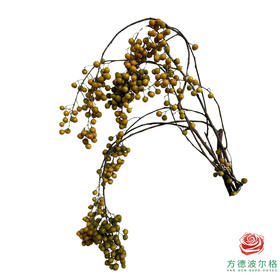 进口南蛇藤  100cm