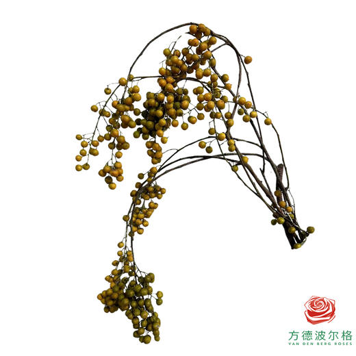 进口南蛇藤  100cm 商品图0