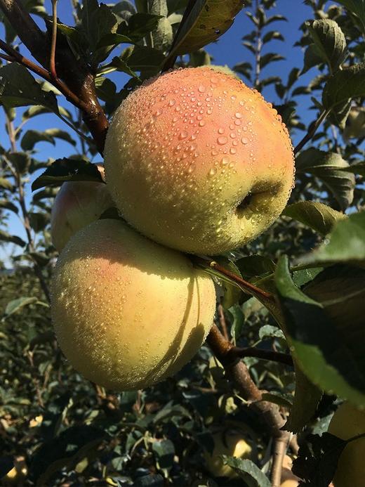 新疆王林苹果中果（8斤/箱） 商品图0